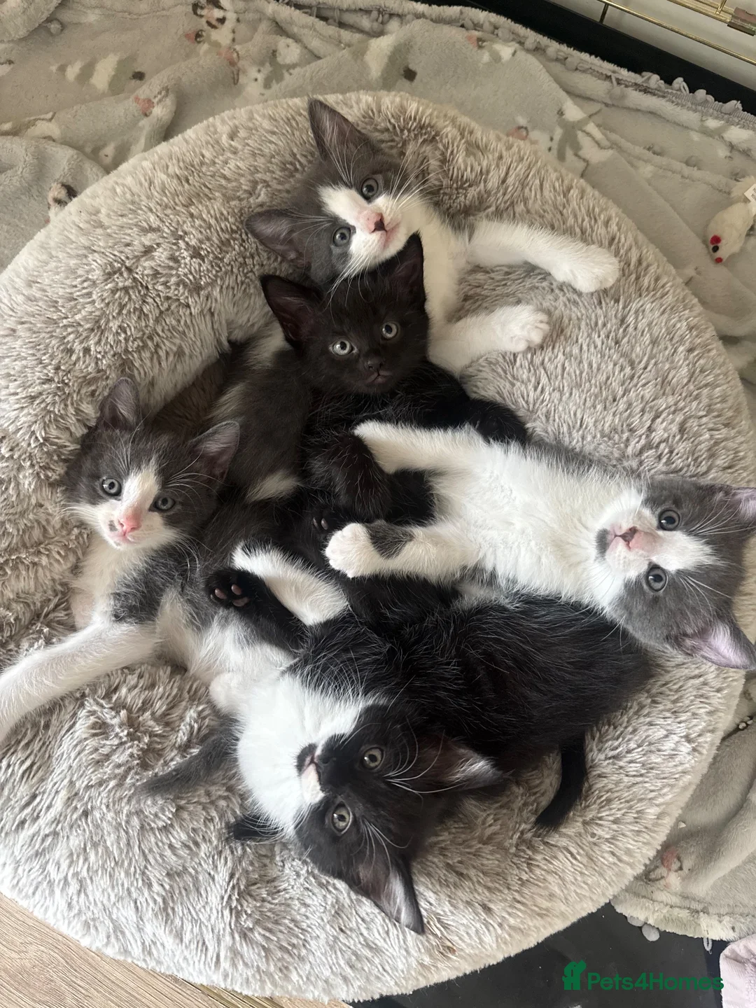 Mixed Breed cats for sale: Russian blue cross DSH  in Welwyn Garden City - Advert 1