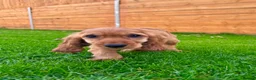Cocker Spaniel dogs for sale: Golden Show CockerSpaniel Babies 🐾🐾🐾 - Advert 6