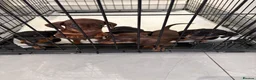Dachshund dogs for sale: Dachshund puppies ready to leave next week  - Advert 3