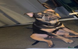 Mixed Breed dogs for sale: Male, 9 months old - Image 1