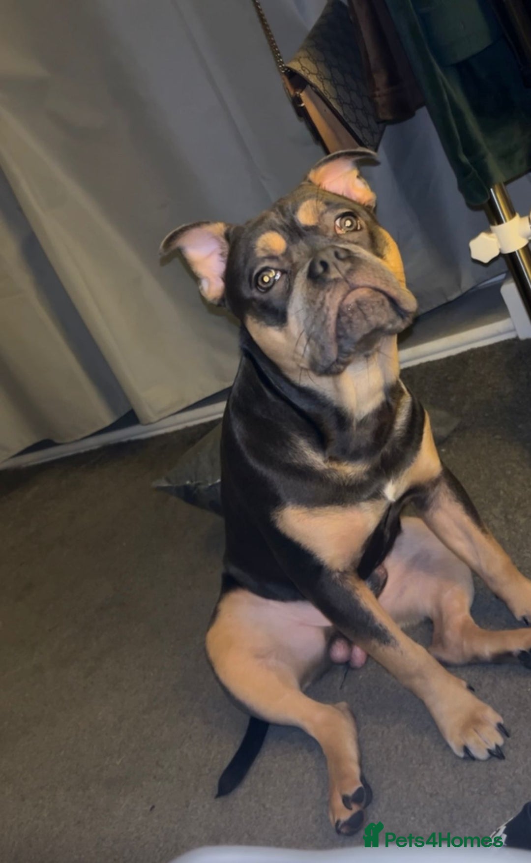 Mixed Breed dogs for sale: Male, 9 months old - Image 1