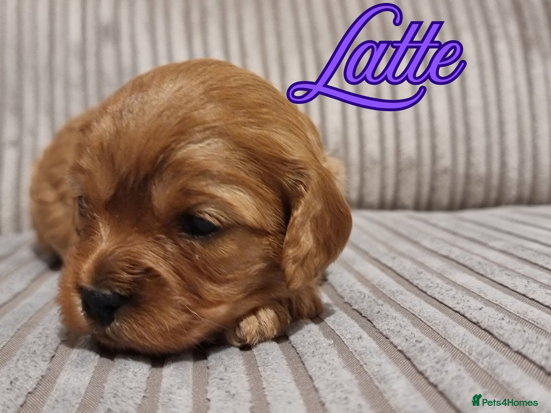Cavapoo dogs for sale: 🎀 Beautiful F1 Cavapoo Puppies 🎀 - Image 22