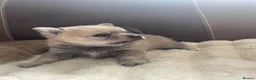 Pomchi dogs for sale: Pomchi puppies - Advert 8