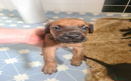 Mixed Breed dogs for sale: cane corso x doberman puppies - Image 8