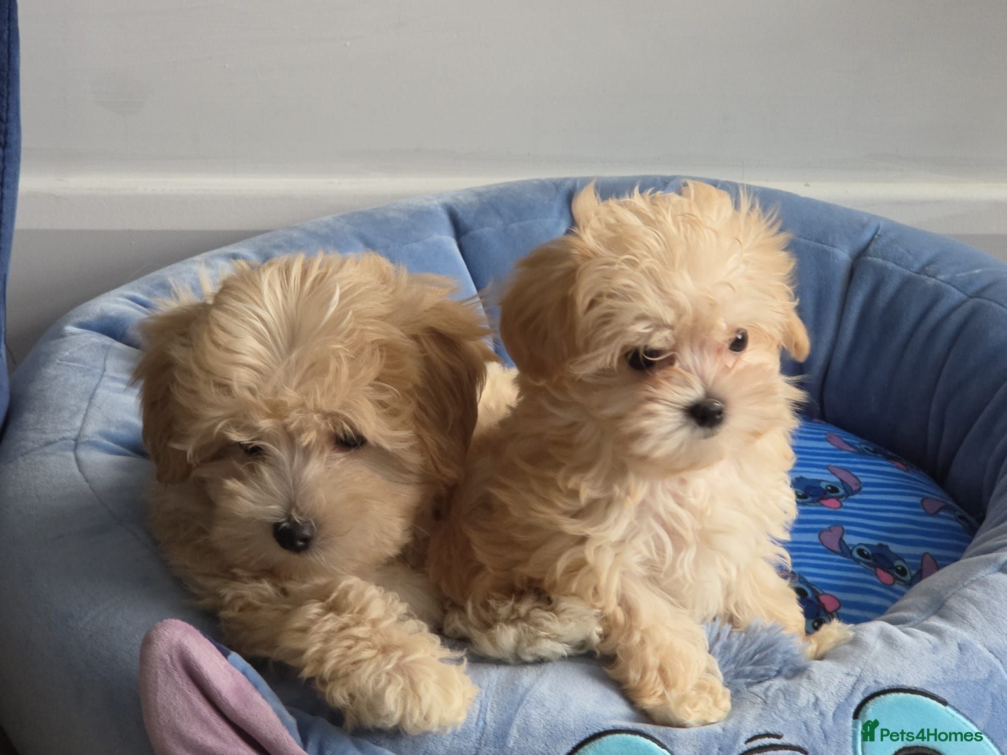 Maltipoo dogs 2  F1 Asian small Maltipoo Girls - Advert 1