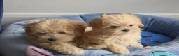 Maltipoo dogs for sale: 2  F1 Asian small Maltipoo Girls - Advert 1