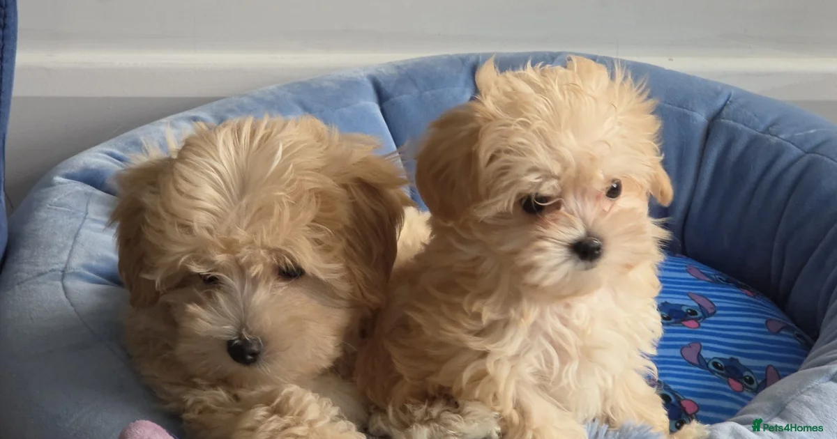 Red Maltipoo Puppies For Sale Pets4Homes red-maltipoo-puppies-for-sale-pets4homes