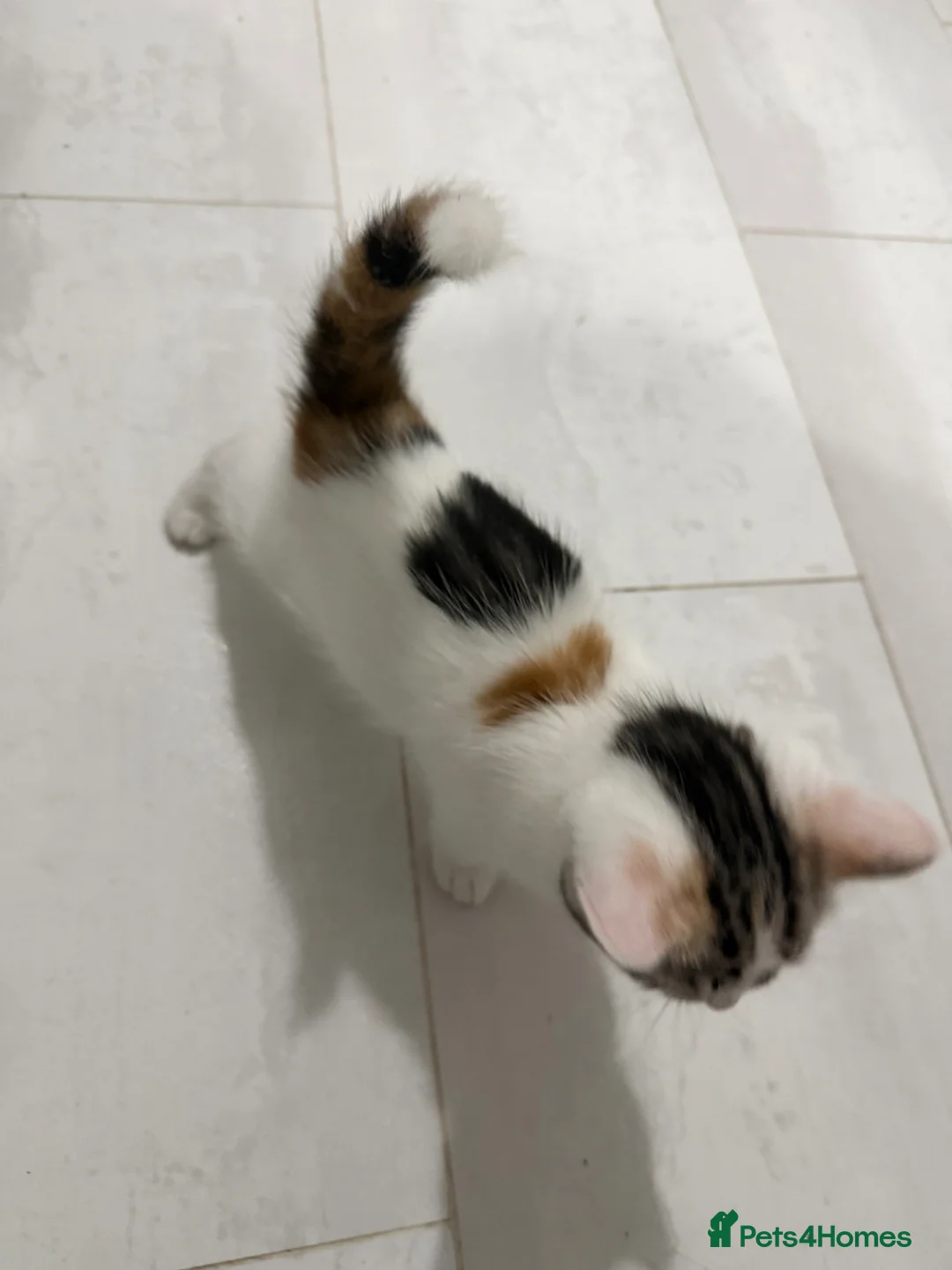 Mixed Breed cats for sale: Kitten for sale in London - Advert 4