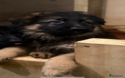 German Shepherd dogs for sale: German Shepherd Puppies Ready from 15th November - Image 15