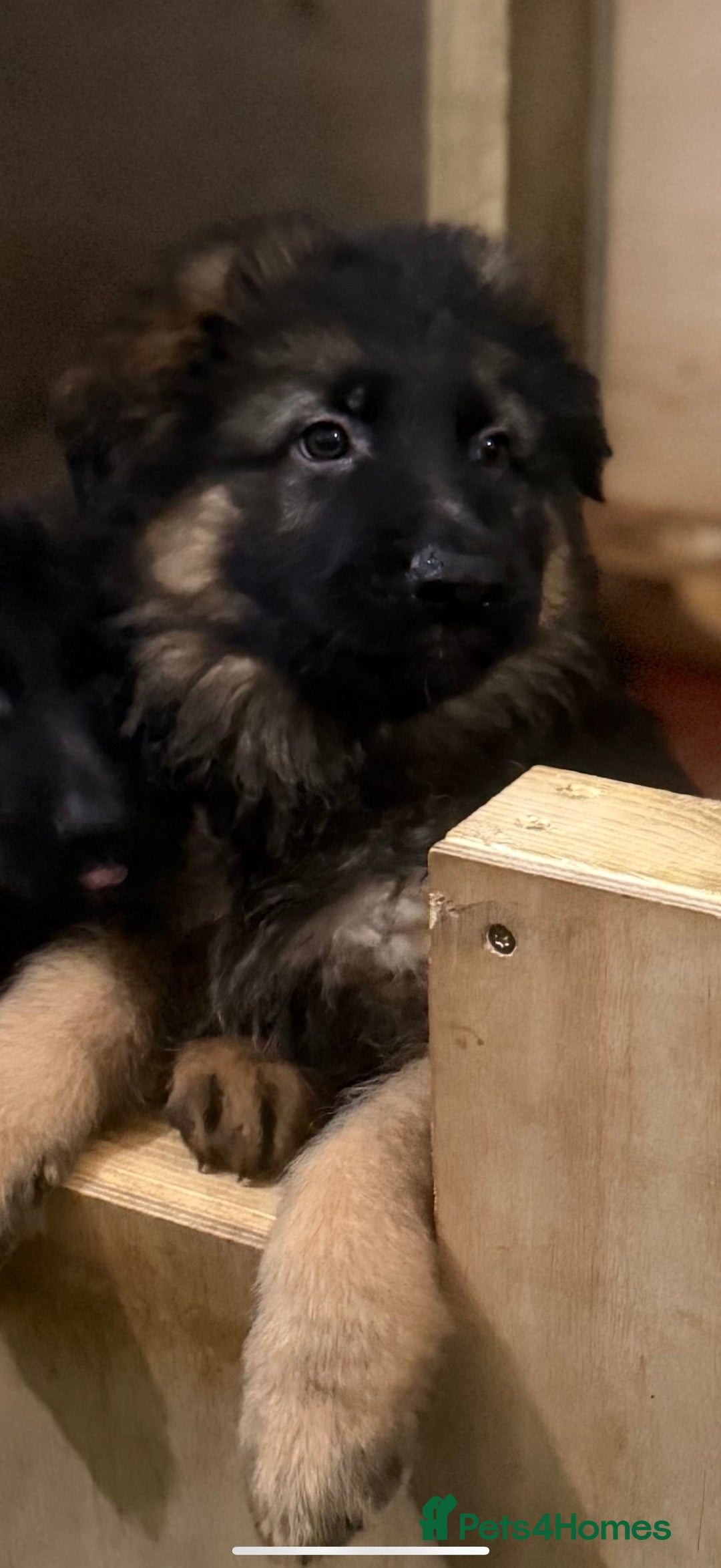 German Shepherd dogs for sale: German Shepherd Puppies Ready from 15th November - Image 15