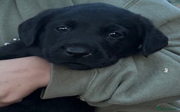 Labrador Retriever dogs for sale: Labrador puppies  - Image 1