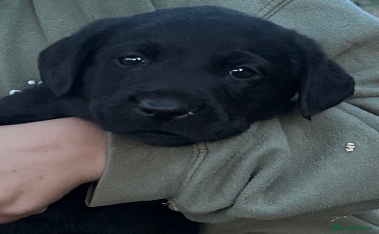 Labrador Retriever dogs - Advert 1