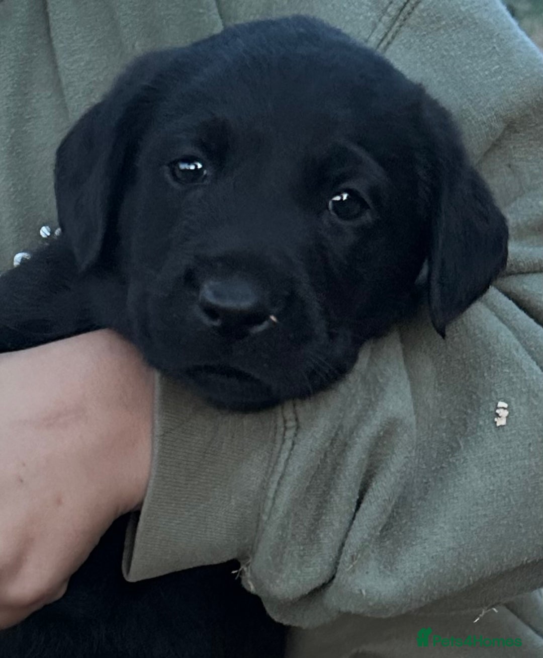 Labrador Retriever dogs for sale: Labrador puppies  - Image 1