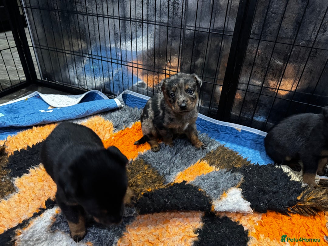 Beauceron dogs for sale: Health tested KC registered beauceron - Advert 12