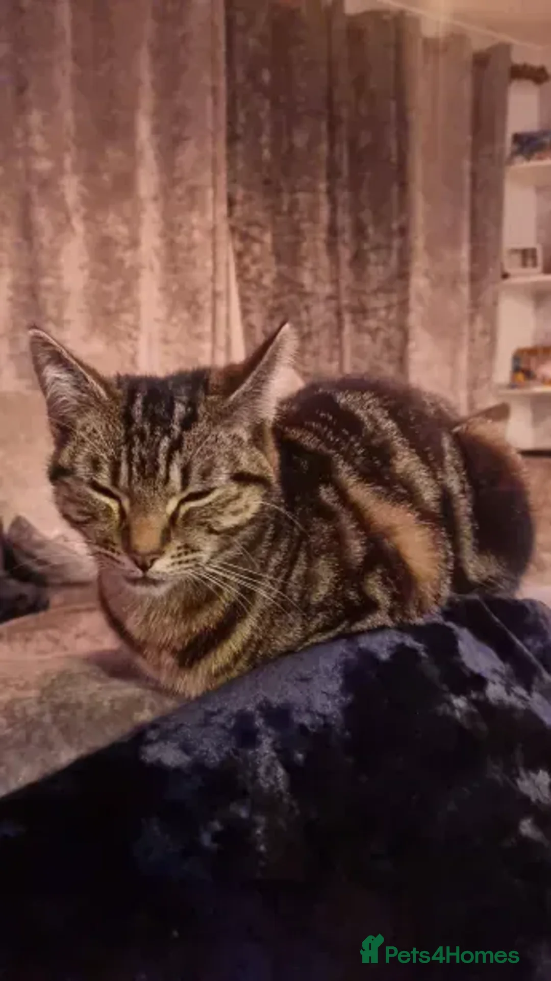 Mixed Breed cats for sale: kittens with love - Advert 1