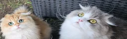 British Longhair cats for sale: British Longhaired Cats and Scottish Fold Cats - Advert 4