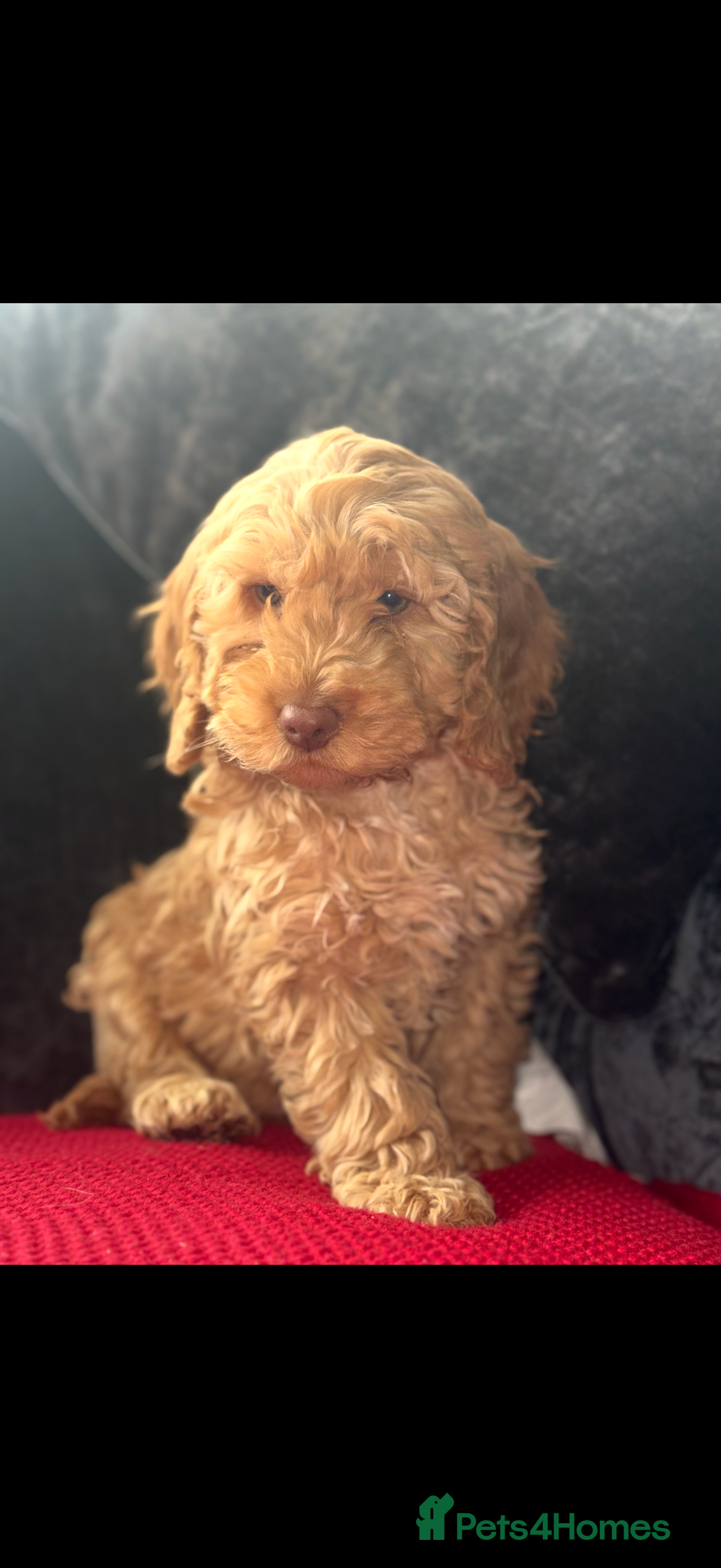 Cockapoo dogs Quality Cockapoo Puppies - Ready Now - Advert 4