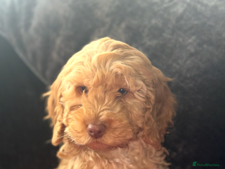 Cockapoo dogs Quality Cockapoo Puppies - Ready Now - Advert 4