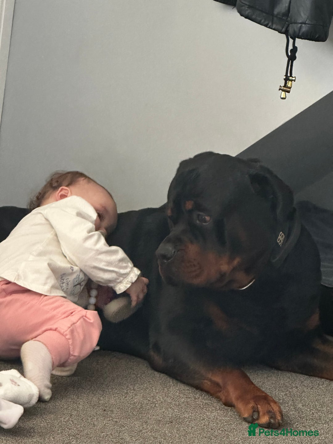 Rottweiler dogs for sale: Rottweiler needs a loving forever home  - Advert 7