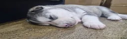 Siberian Husky dogs for sale: 3 beautiful husky puppies  in Blackburn - Advert 9