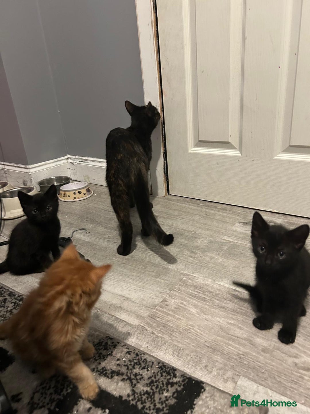 Mixed Breed cats for sale: Kittens for sale - read description for prices.  - Image 6