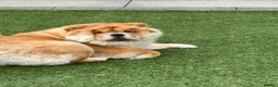 Chow Chow dogs for sale: Beautiful KC reg intact Chow Chow female for sale  - Advert 2