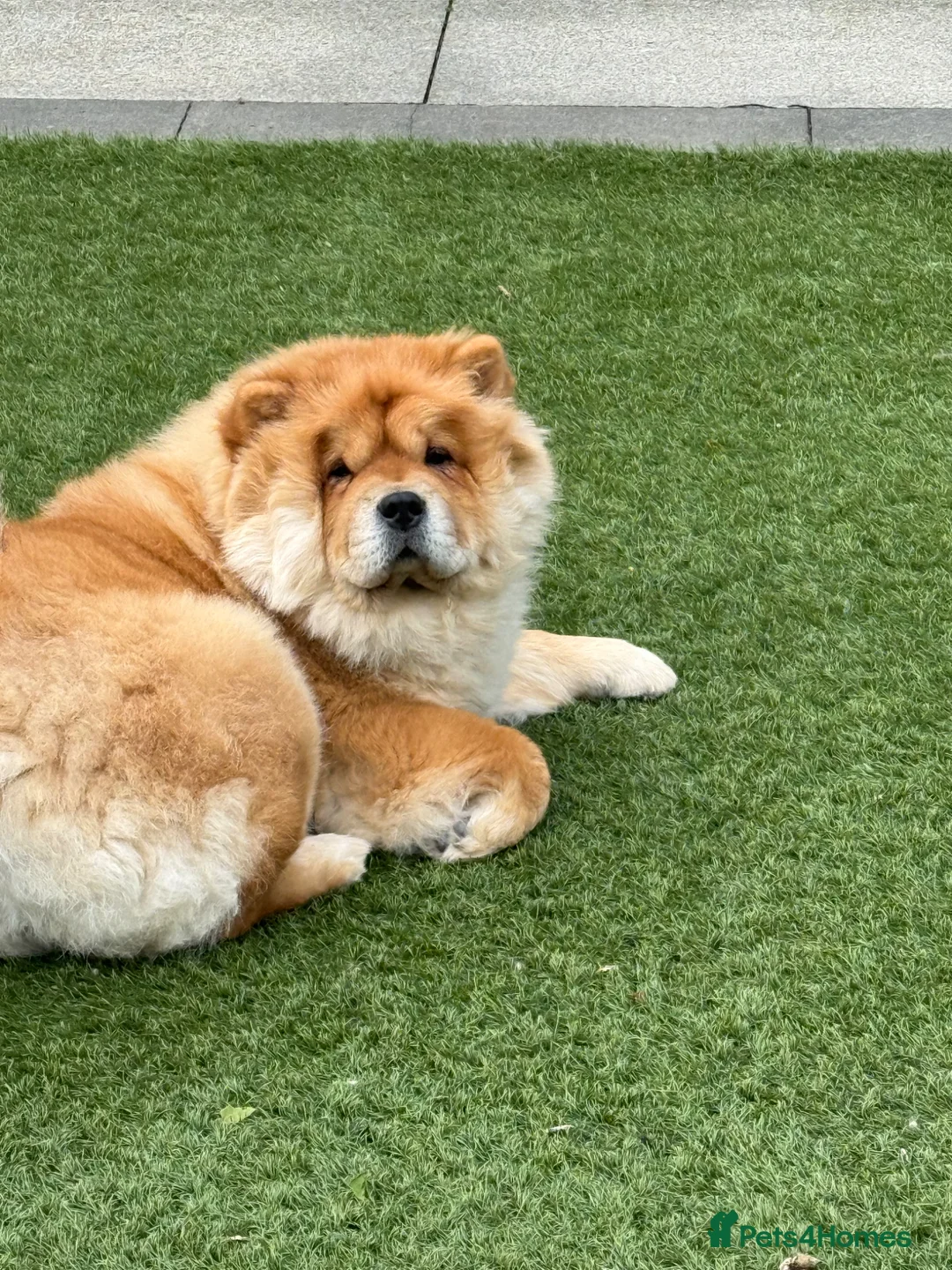 Chow Chow dogs for sale: Beautiful KC reg intact Chow Chow female for sale  - Advert 2
