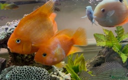 Cichlids fish for sale: Parrot Cichlids and Severums for sale - Image 3