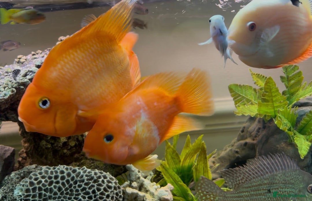 Cichlids fish for sale: Parrot Cichlids and Severums for sale - Image 3