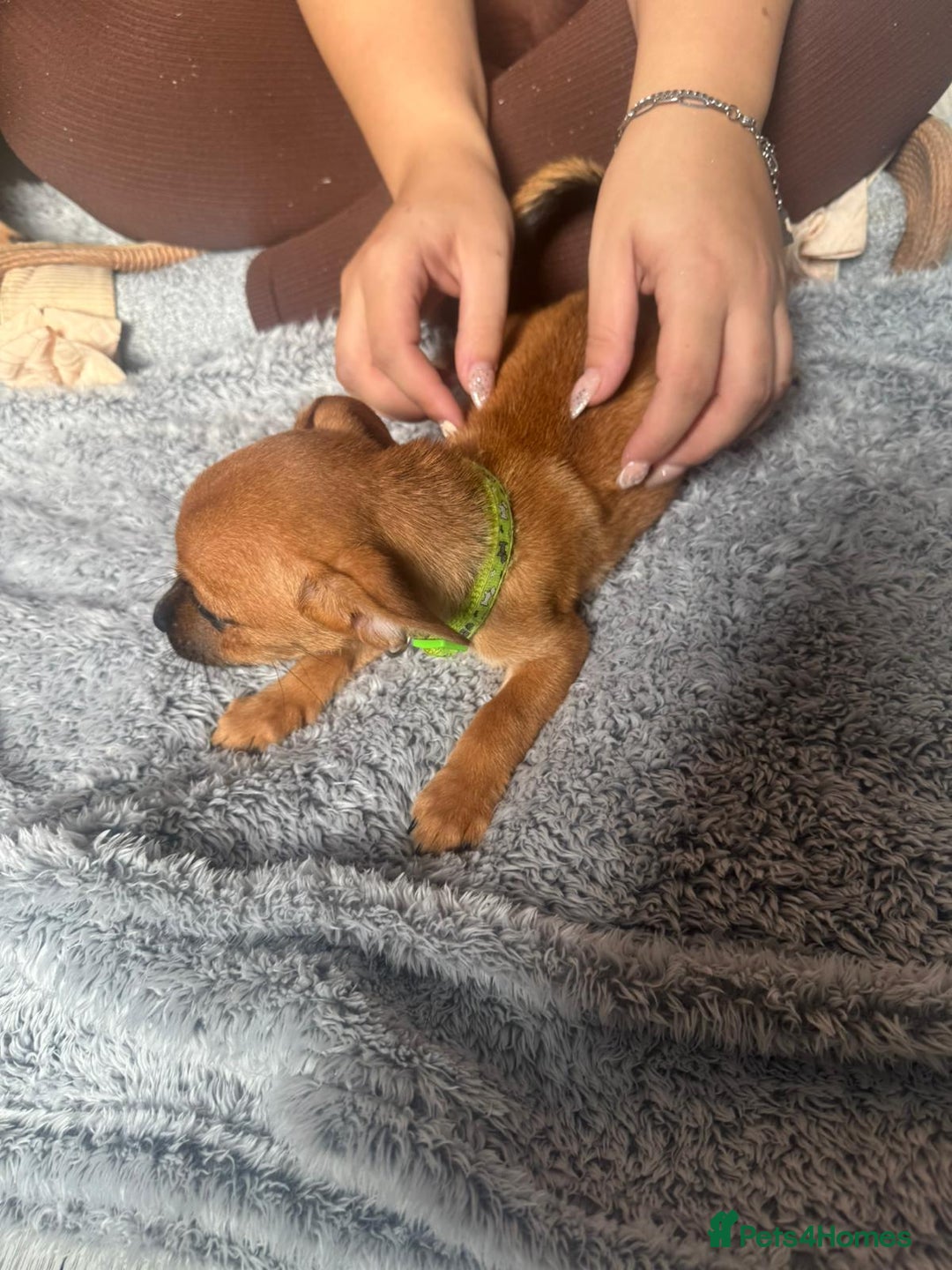 Mixed Breed dogs for sale: Chihuahua puppies £300 - Image 18