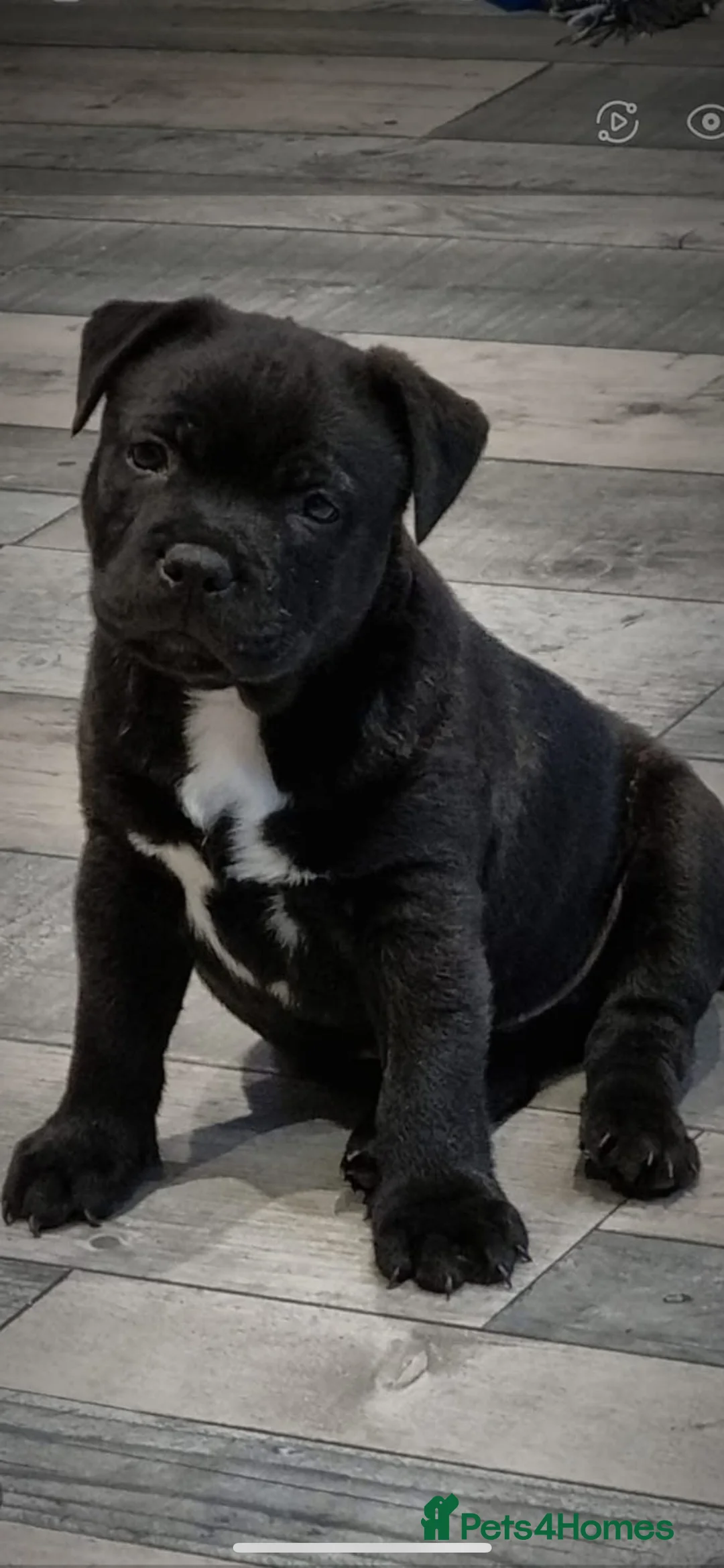 Staffordshire Bull Terrier dogs for stud: Arther - Advert 7