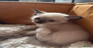 Ragdoll cats - Advert 14