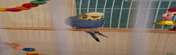 Budgerigars birds for sale: Beautiful blue Budgie with cage in Canterbury - Advert 3