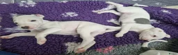 Whippet dogs for sale: Heart and DNA tested Blue Parti Whippet Puppies. - Advert 24