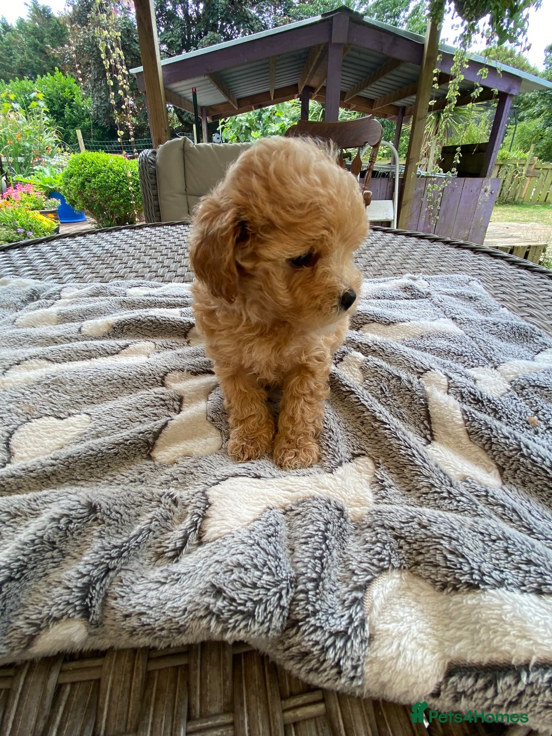 Maltipoo dogs for sale: Beautiful Apricot Maltipoo puppies. - Image 6