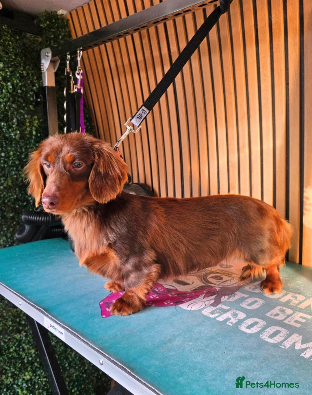 Miniature Dachshund dogs for stud: **RogueRoyales Stud Cartier** PRA Clear  - Advert 2
