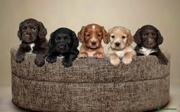 Cocker Spaniel dogs for stud: Champion Bred KC Cocker Spaniel & ALL Health Tests in Cranbrook - Image 17