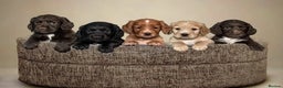 Cocker Spaniel dogs for stud: Champion Bred KC Cocker Spaniel & ALL Health Tests in Cranbrook - Advert 17