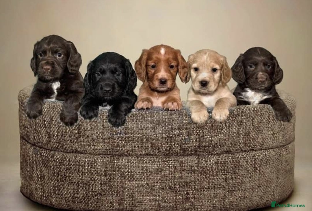 Cocker Spaniel dogs for stud: Champion Bred KC Cocker Spaniel & ALL Health Tests in Cranbrook - Image 17