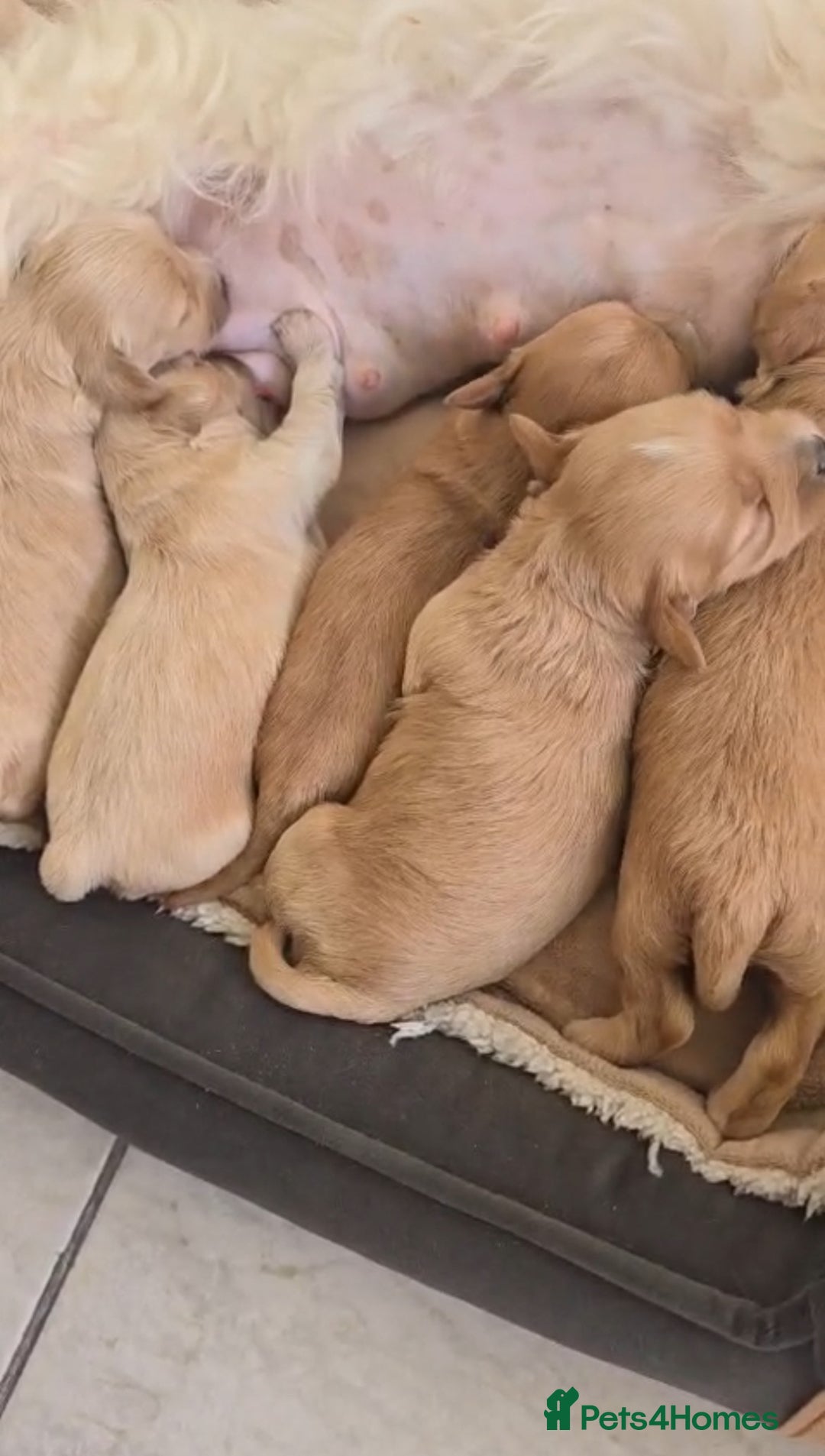 Maltipoo dogs for sale: Beautiful Korean Maltipoo Puppies–3 Girls &2 Boys  - Advert 2