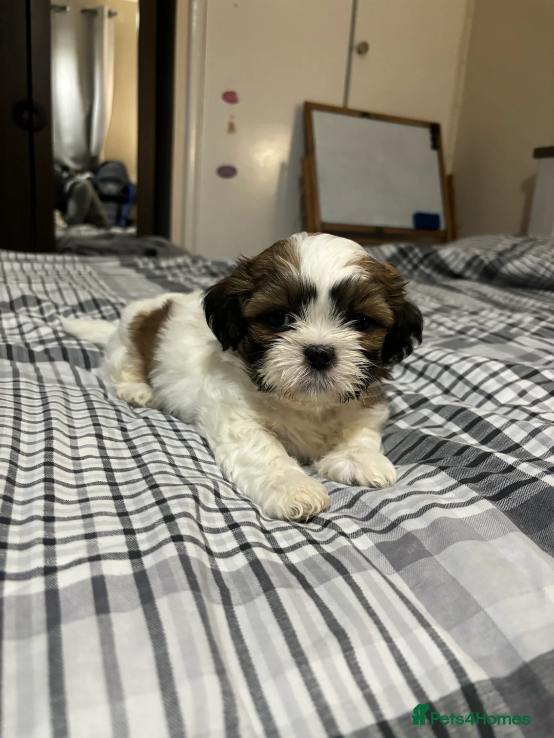 Shih Tzu dogs for sale: Shih Tzu puppies - Advert 7