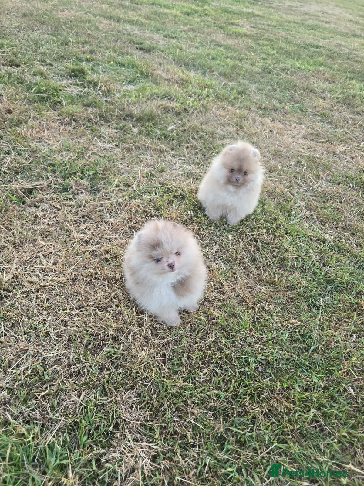 Pomeranian dogs CHIAO LI YA merle & lavender puppies - Advert 10