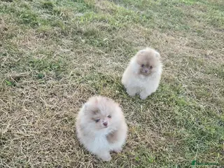 Pomeranian dogs CHIAO LI YA merle & lavender puppies - Advert 10