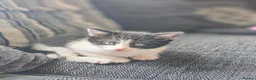 Mixed Breed cats for sale: Adorable Kittens  - Advert 6