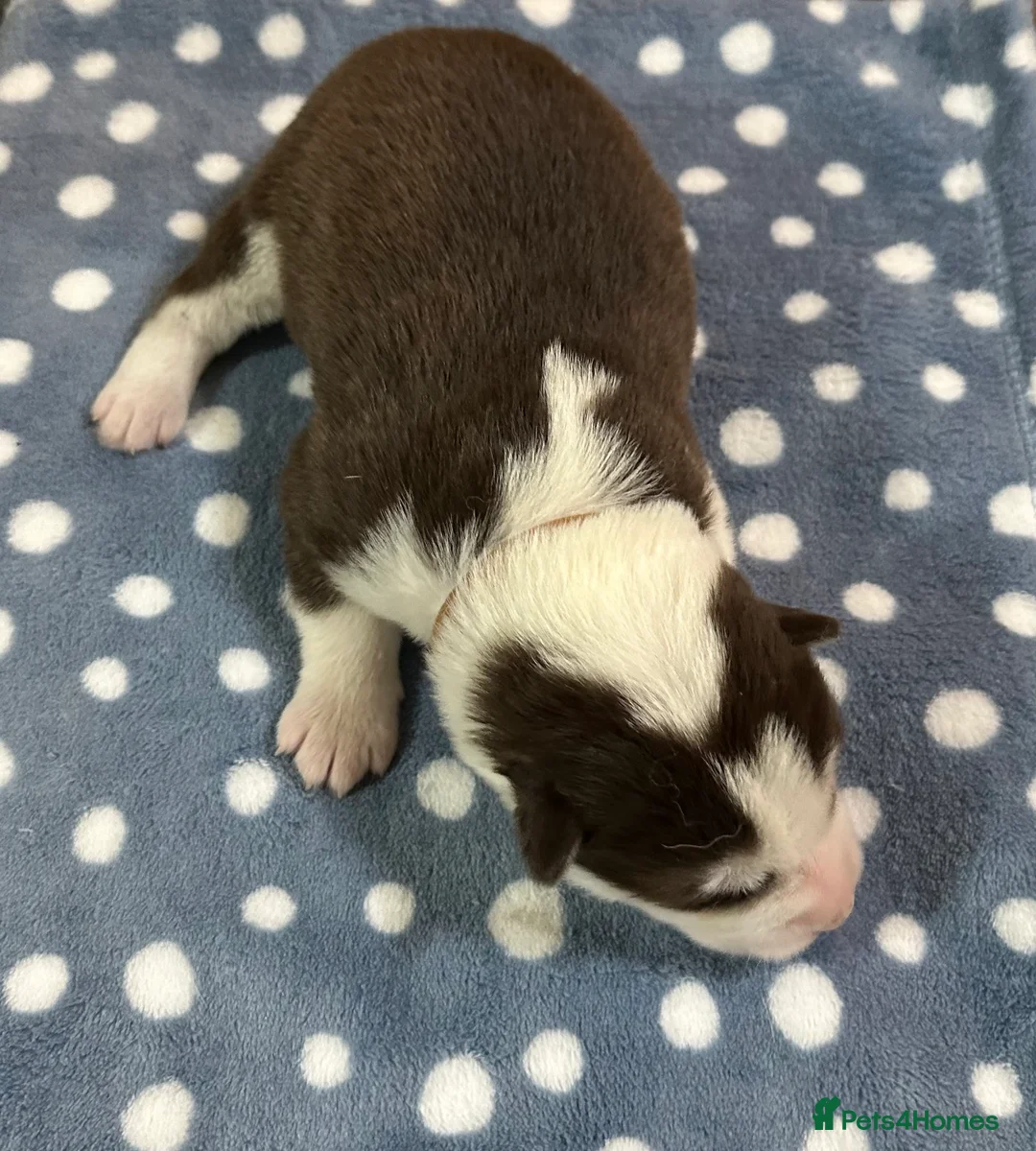 Siberian Husky dogs for sale: 4 Beautiful Siberian Husky Puppies - Advert 6