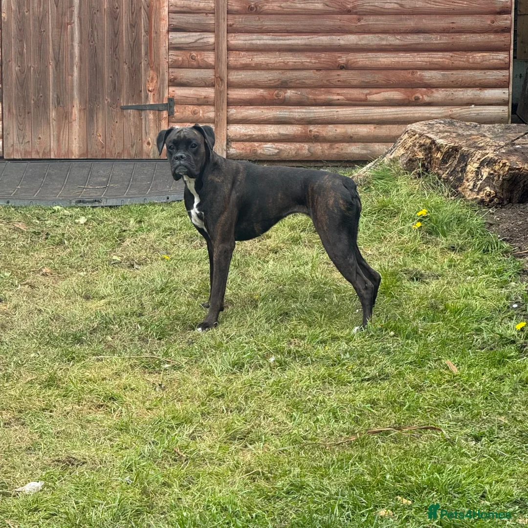 Boxer dogs for sale: Female boxer - Advert 2