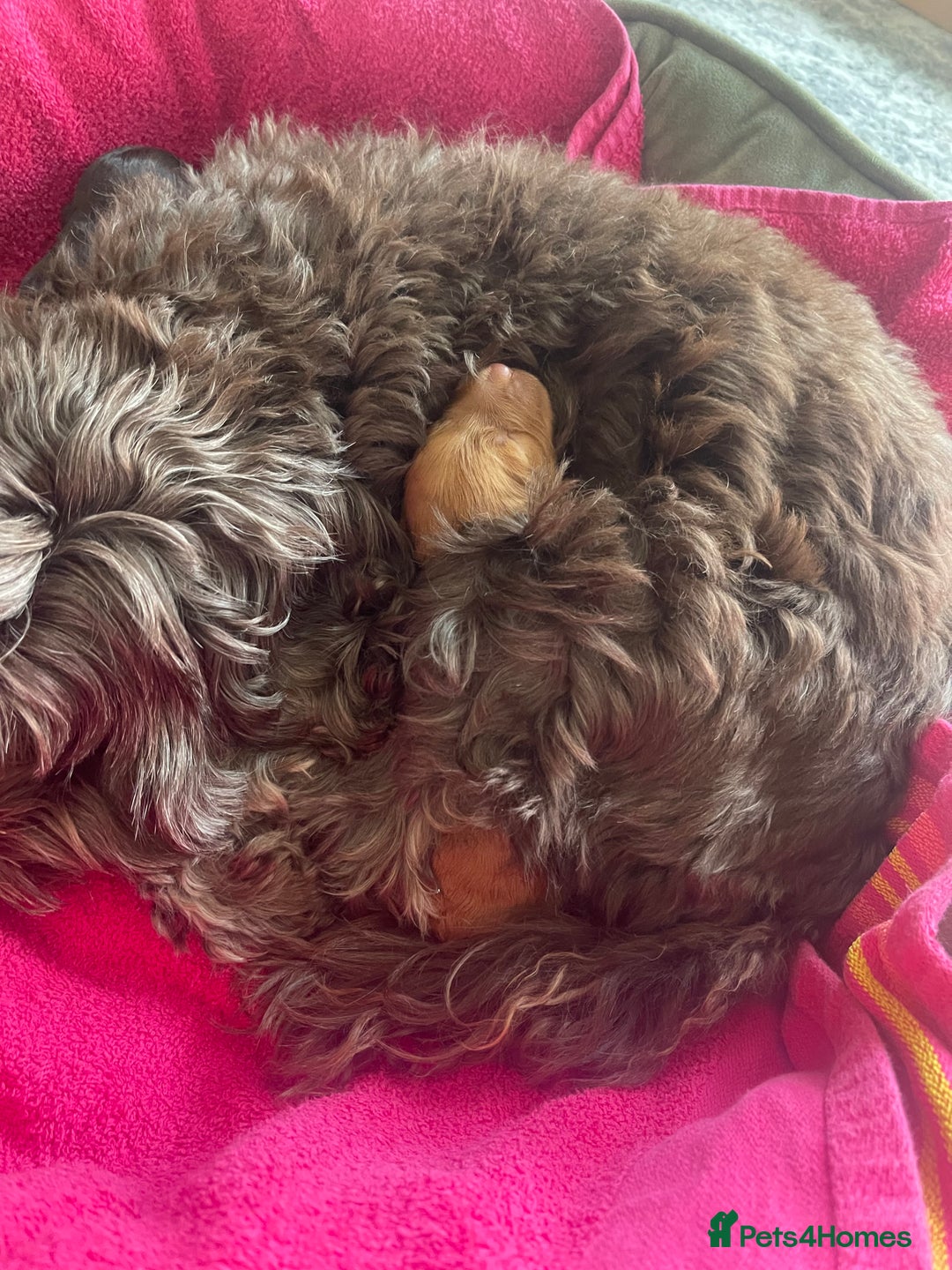 Cockapoo dogs for sale: 3 Cockapoo puppies for sale  - Advert 9
