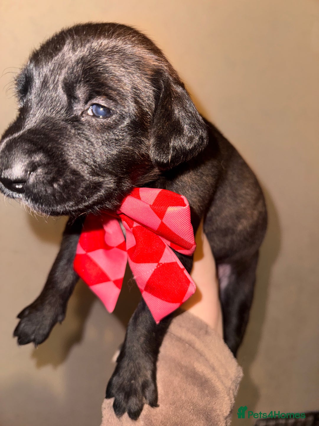 Mixed Breed dogs for sale: Belgian Malinois crosses, 1 female left - Advert 9