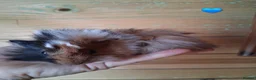 Guinea Pig rodents for sale: 10 Baby boy guinea pigs for sale - Advert 3