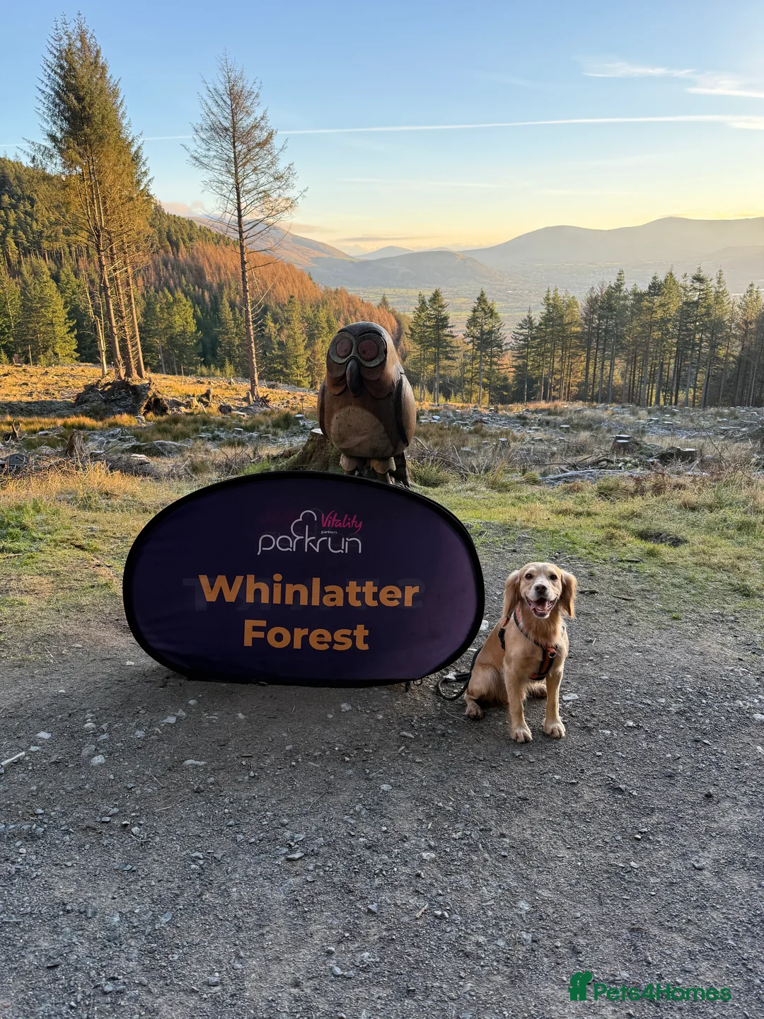 Cocker Spaniel dogs for stud: Proven Working Cocker Spaniel stud - KC Registered in Cockermouth - Advert 13